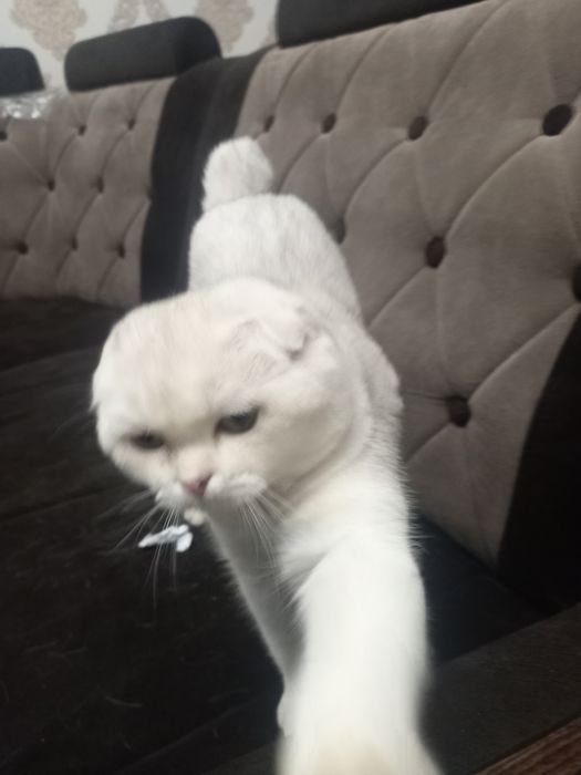 Mushuk sotiladi zotdor qolga orgatilgan pokiza mushuk