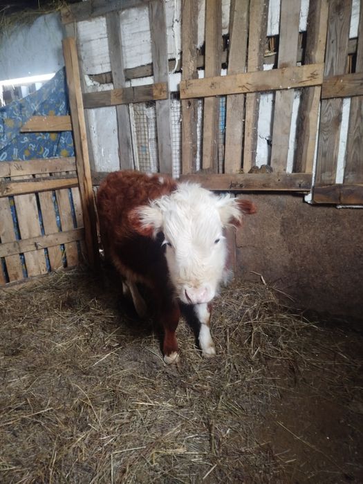 Бұқа сатылады 9айлық