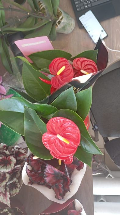 Цветы-Орхидея, Бигония, Антуриум