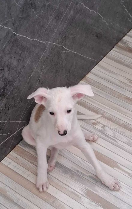 отдам в добрые руки щенков