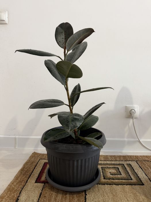 Продам комнатные растения