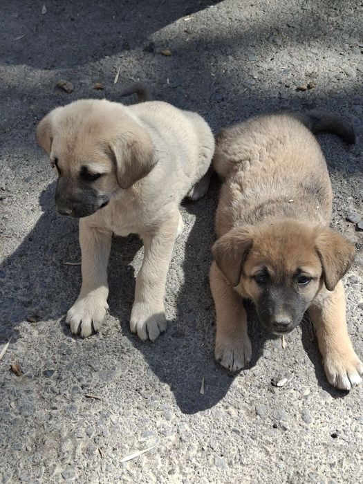 Отдам щенков в хорошие руки. Символическая оплата - 50.000.