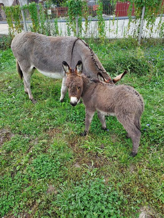 Lapte de magarita premium