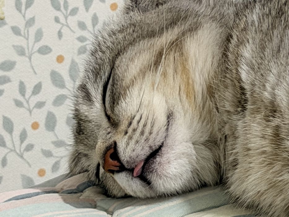 котенок британский