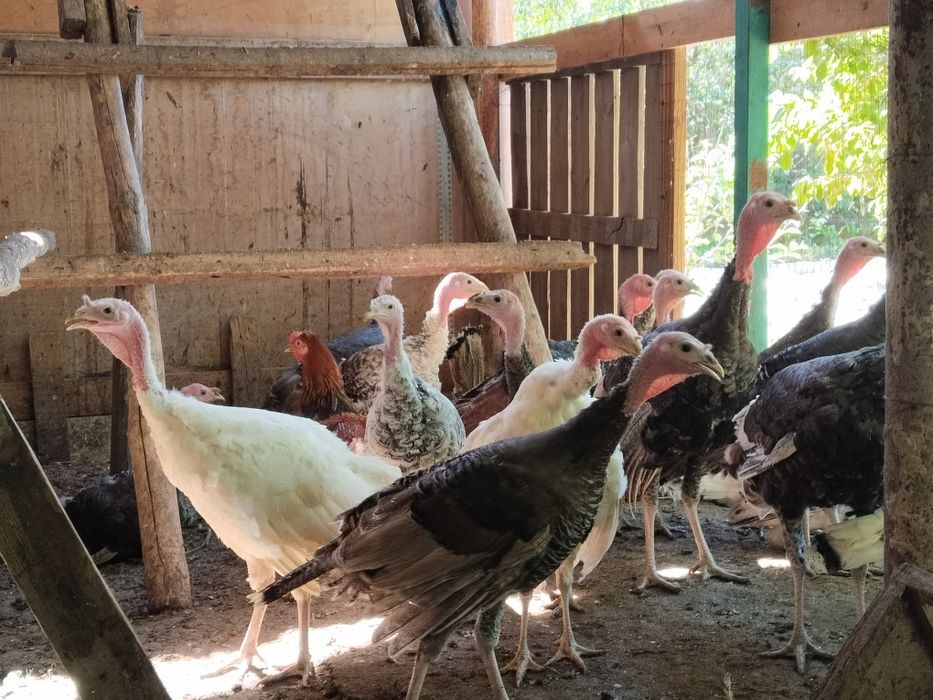 Продам индюков домашних.
