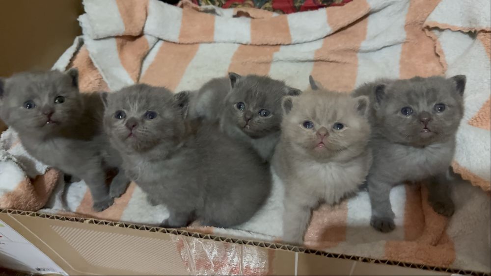 Мушукчалар сотилади зоттор аклли