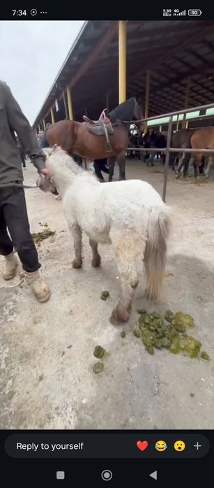 Poʻni aravasi bilan