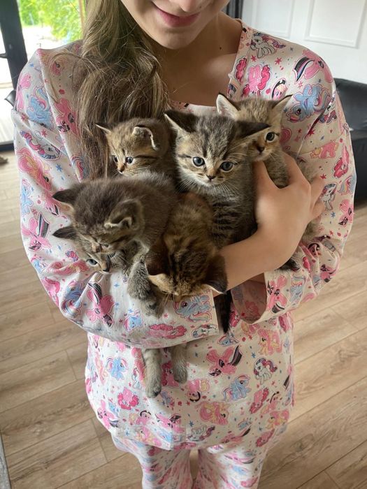 Котята британцы в Алматы отдаем в хорошие руки