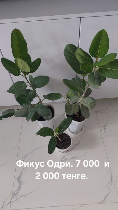 Фикусы разные. Домашние.