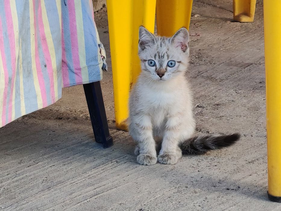 Дарю котят С ДОСТАВКОЙ