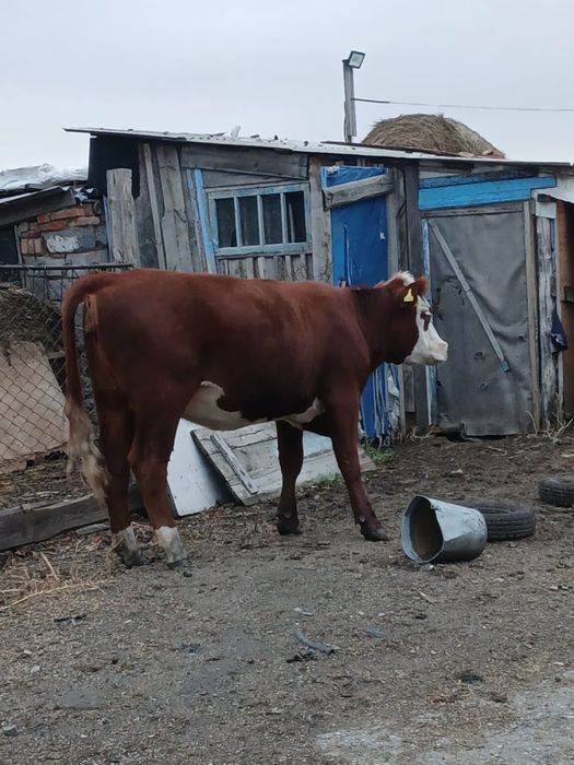 Мясо телки  продам