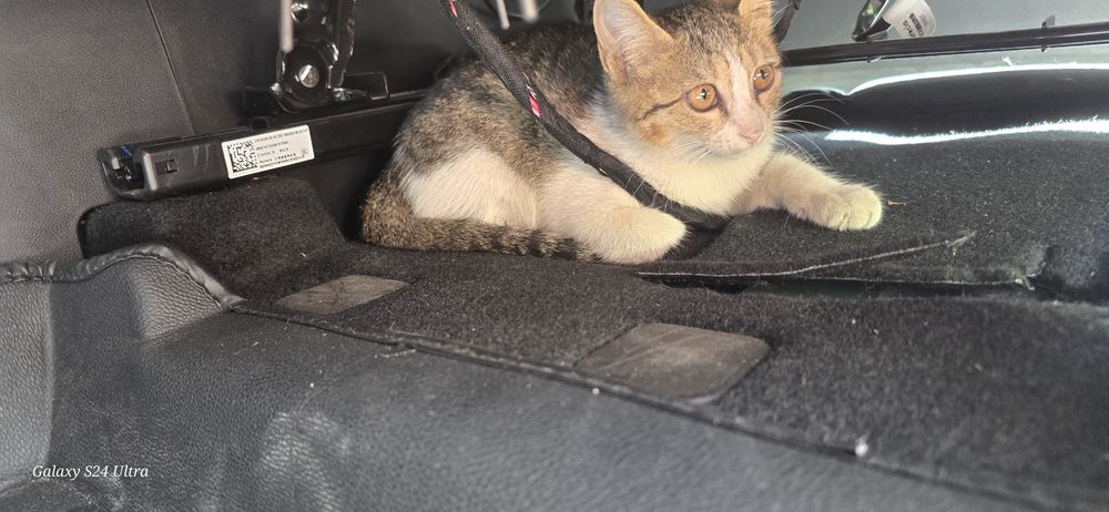 Отдам котенка в хорошие руки