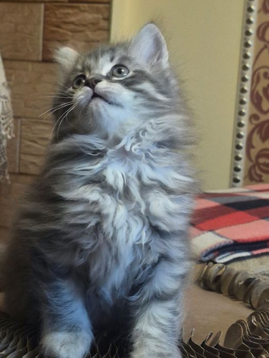 Сибирский мальчик