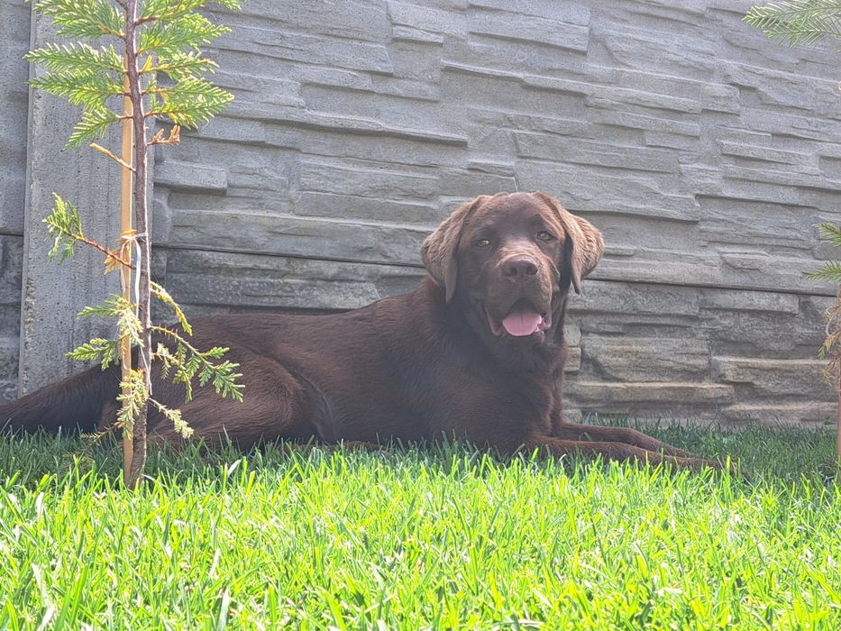 Labrador Ciocolatiu