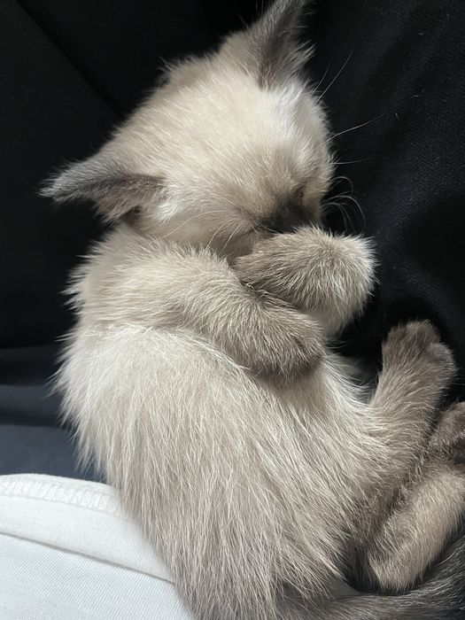 Сиамская кошка девочка