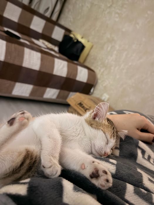 Отдам котенка девочку