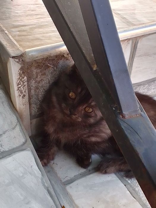 отдам даром котёнка в добрые руки