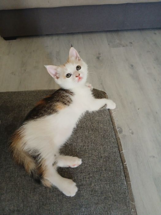 Котенок в добрые руки