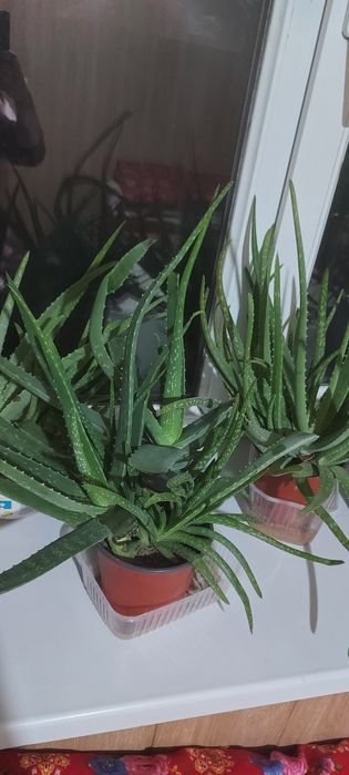 Комнатные цветы 1500