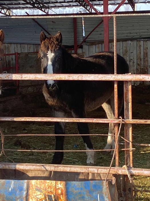 Жылқы сатамын семіз, ложади