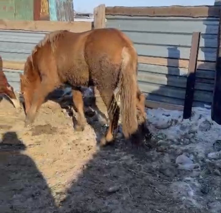 Жеребец 4 года отец тяжеловоз