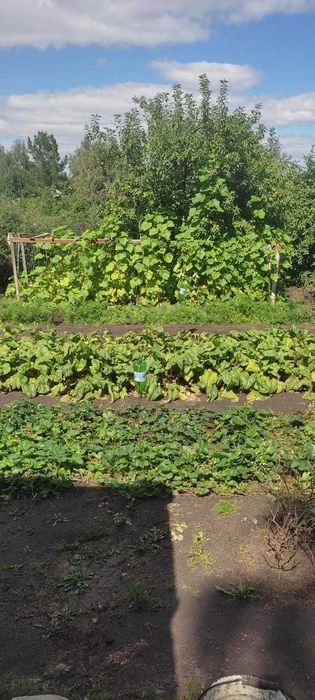 Продам дачу Красный партизан.