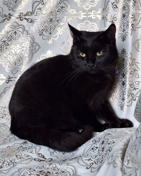 Подарите Чиппику семью