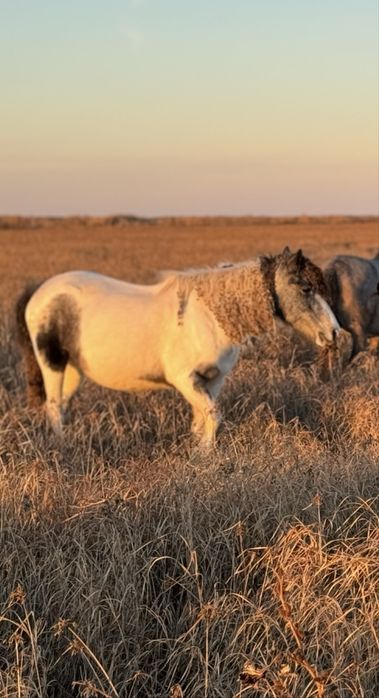 Жылқы, бес жасар сыған ала бие сатылады