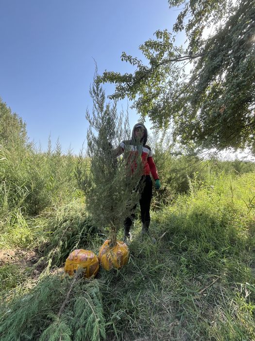 Жеміс жидек,сәндік ағаштар,шыршалар.