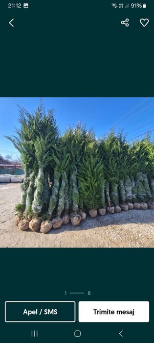 Vând tuia Leyland la ofertă