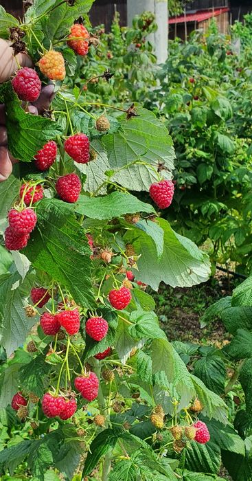 Zmeură BIO, nestropită si afine de pădure