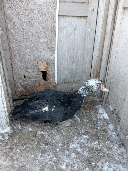 Индоселезень молодой