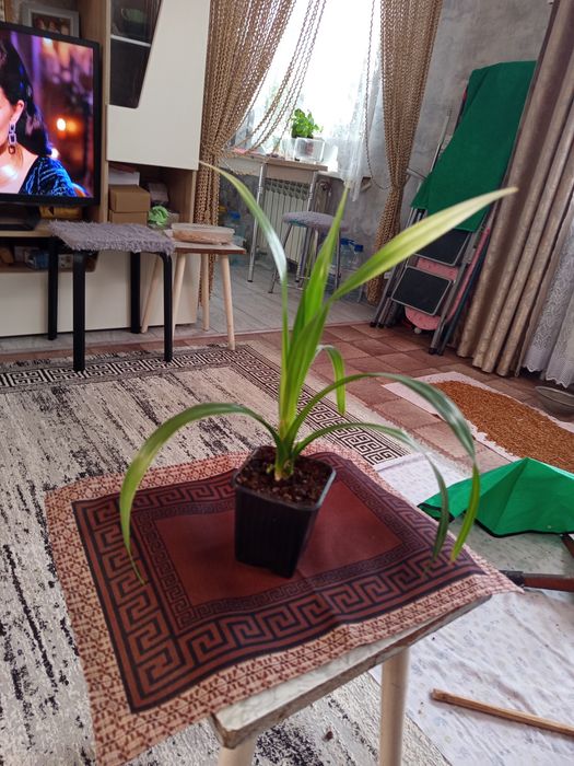 Продам панданус варигатный