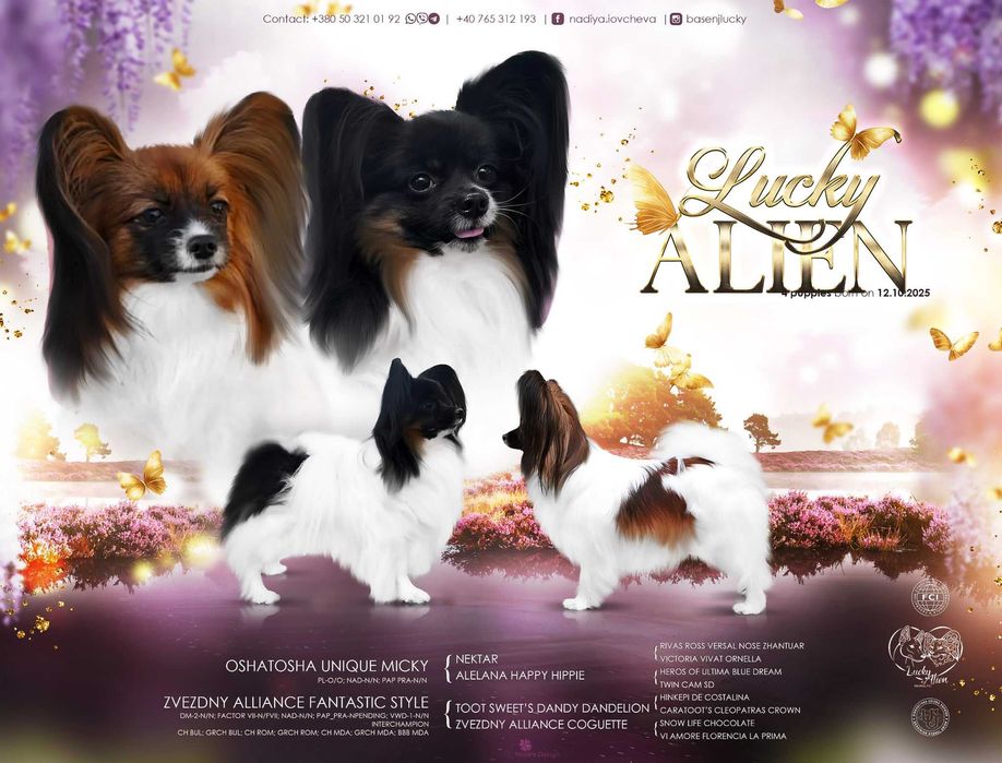 Papillon cățeluș mascul