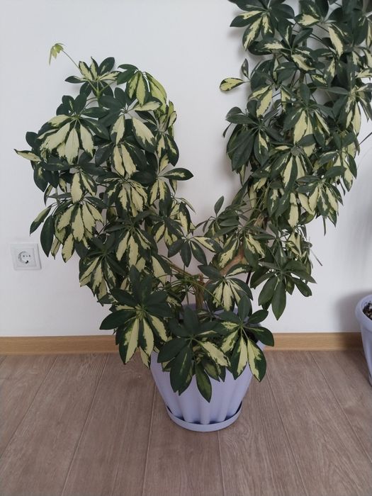 Домашние цветы Шефлера