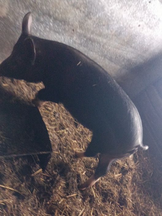 Продам свинку  45.000