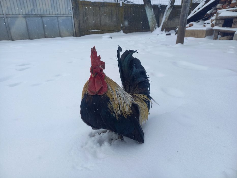 De vânzare găini pitici