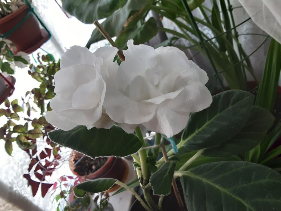 Махровые глоксинии