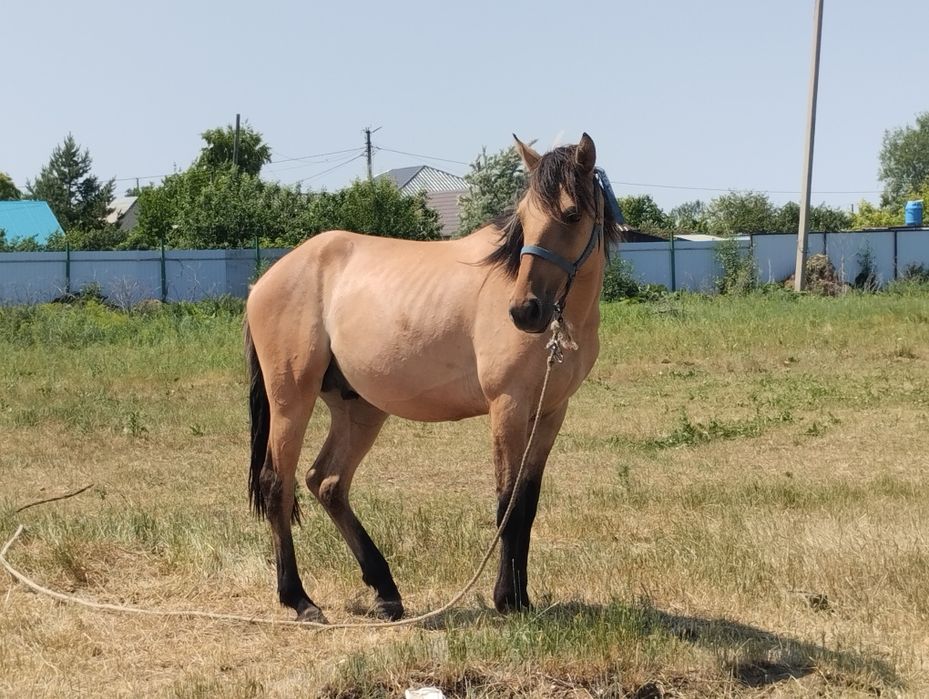 Жылқы құнан 2 кі жаста сатылады
