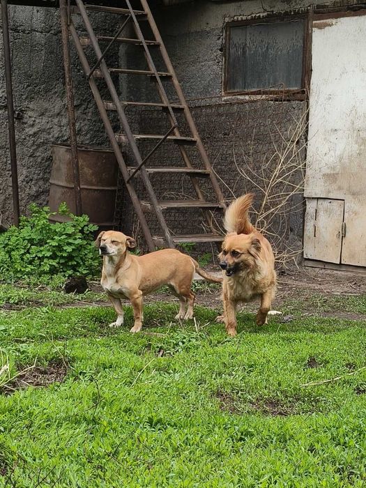 Отдам собачек в добрые руки СРОЧНО