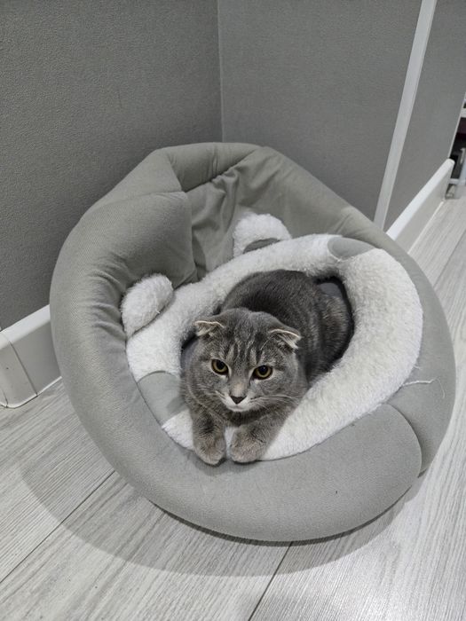 Шотландская вислоухая кошка