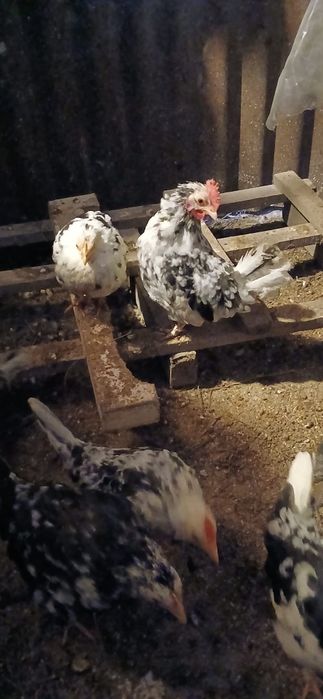 Vând puicuțe și cocoșel americani..