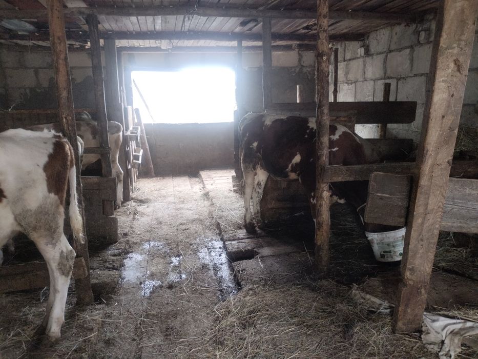 Продам телят бычки сименталы