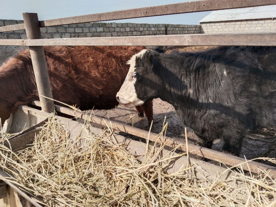 Коровы молодые с телятами