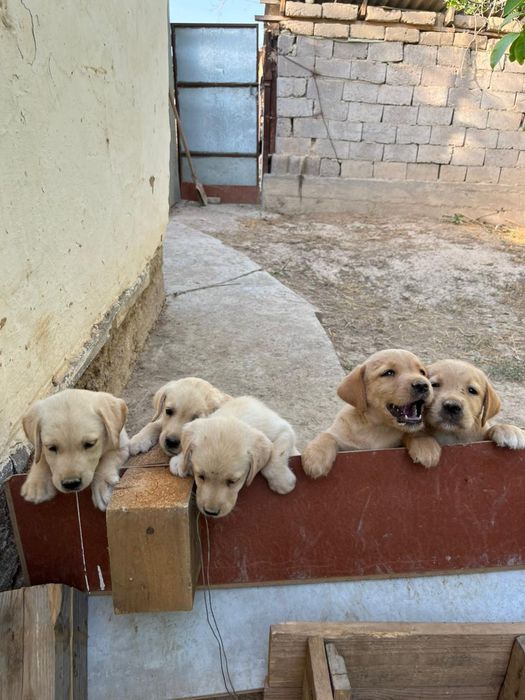 Щенки лабрадор-ретривер