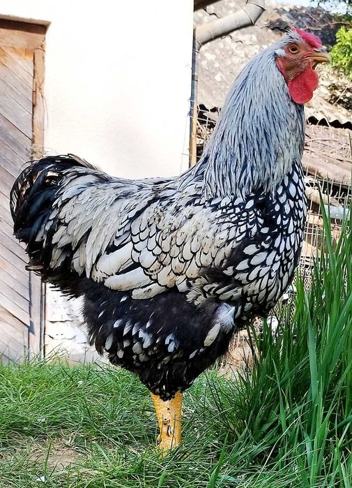 Cocos Wyandotte Argintiu