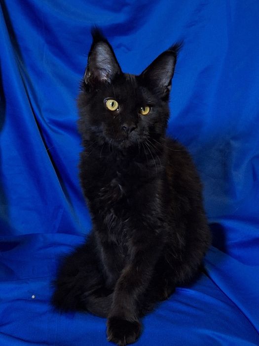 Мейн-кун в редком окрасе!