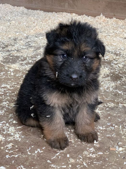 Продаются щенки нем авчарки