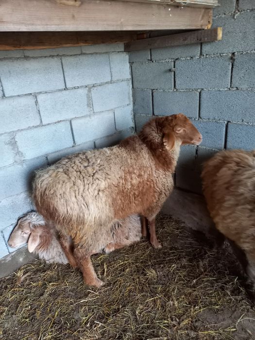 Қошқар 1 жасар, Сек 1.5 жасар