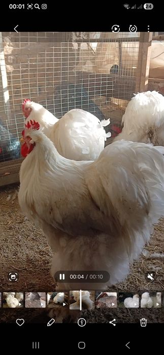 Кохинхин стандарт